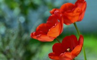 fatemeh