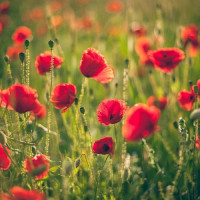 یسرا