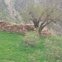 سونیا