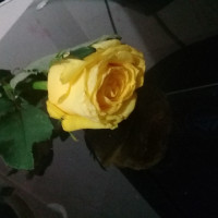 mitra