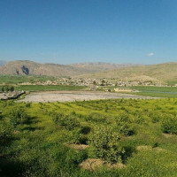 آشپز همسریم
