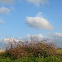 chakavak