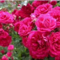 گل محمدی