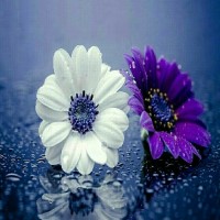 فریما