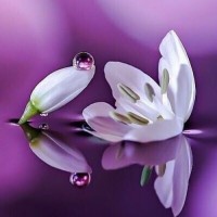 ?لارا آشپز ?