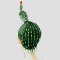 Cactuos