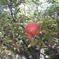 فاطمه رشیدی