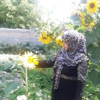 ربابه 