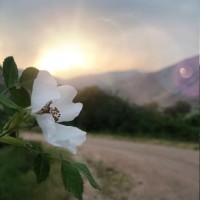 فاطمه