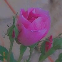 Fatemeh&M