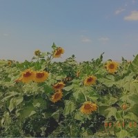 f.kh