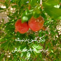 هانی بانو