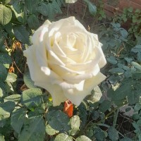 شکوفه بانو