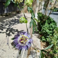 شیما خیاط باشی