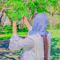 پرستو 