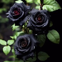 Black.Rose