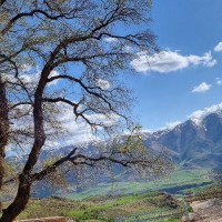 دلارام