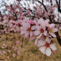 خانم رمضانی
