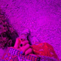 salma?