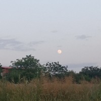 دخترشمالی