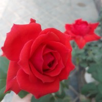 ♡بین الحرمین♡