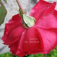 محبوب