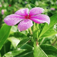 فاطمه(رشت)
