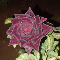 M.ahmadi
