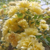 عارفه_بانــــــو