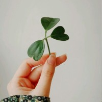 ✿ ڪوثر ✿