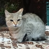 Zahra