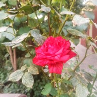 منو آجیا 
