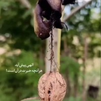 دخترشمالی