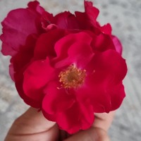 مهسا( گیلان )