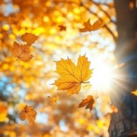 ○♡ نیلوفر آبی ♡○