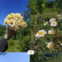 فاطمه بانو ✨