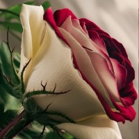 معصومه(سنقر)