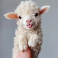 نسیم از شمال