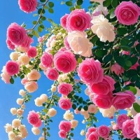 أم سید عبدالله