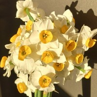 شادی و شایان