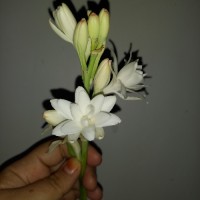 محبوبه جدیدی۱۳۶۸