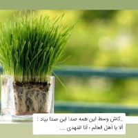 حسنا گلی